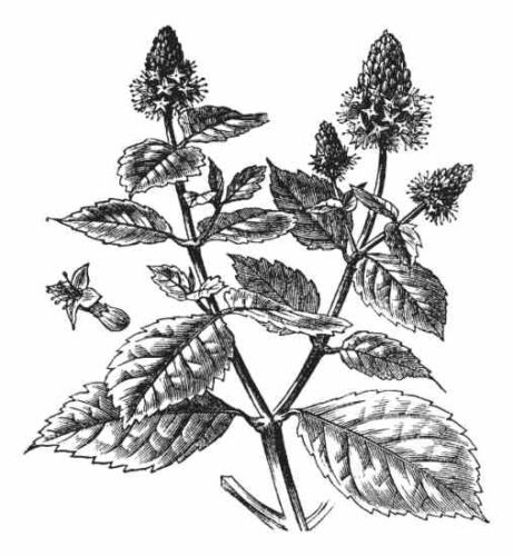 Plant Profile: Patchouli Herb
